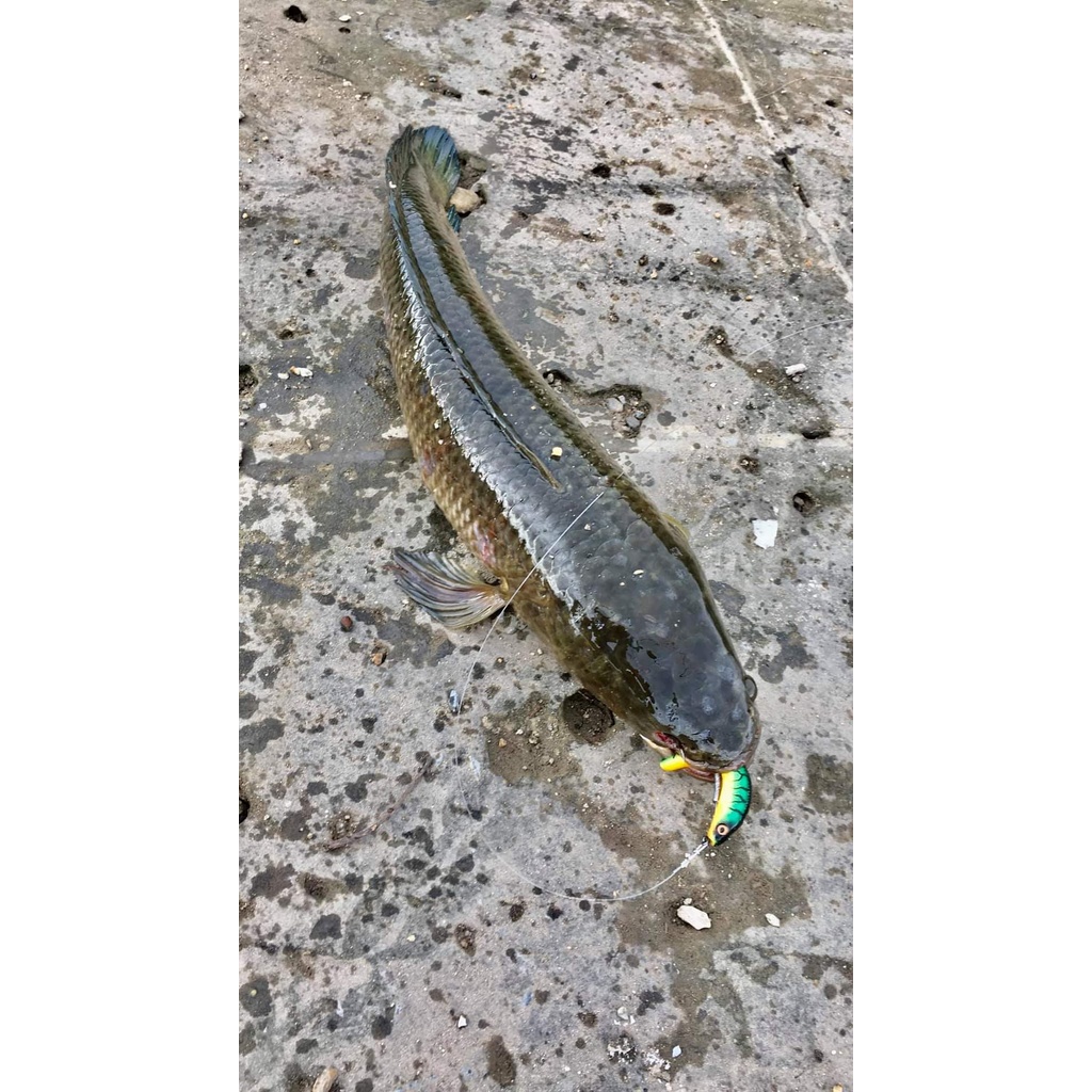 Combo Mồi mềm NFF lưỡi câu mồi mềm Minlure