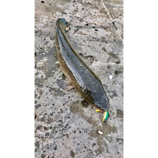 Combo Mồi mềm NFF lưỡi câu mồi mềm Minlure