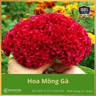 Hạt Giống Hoa Mồng Gà (Mào Gà) Búa 15 hạt - Năng Suất Cao, Dễ Trồng, Bông To, Nhiều, Màu Hoa Đẹp, Để Được Lâu
