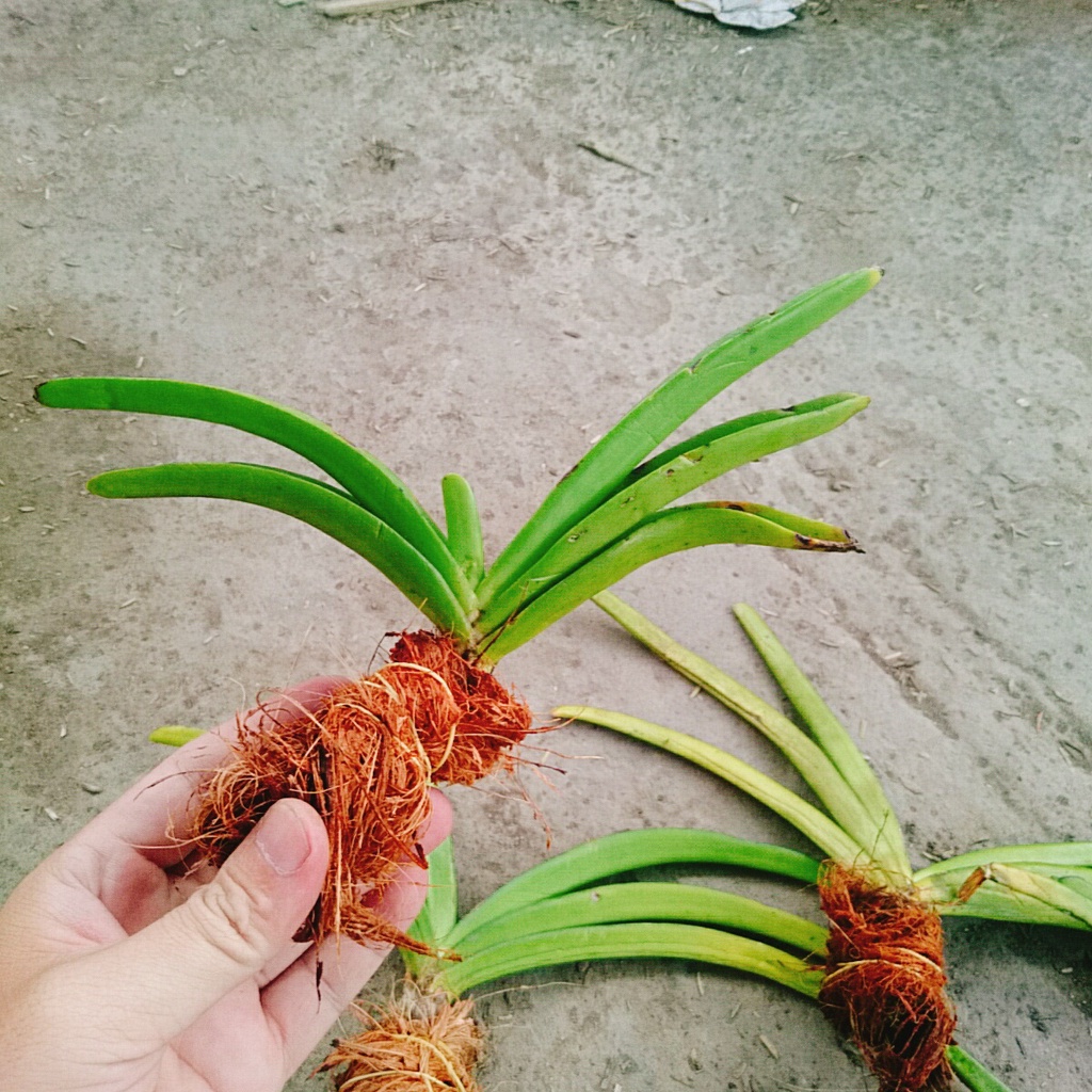 Lan Đuôi Chồn - cây cảnh đẹp - caykiengsadec