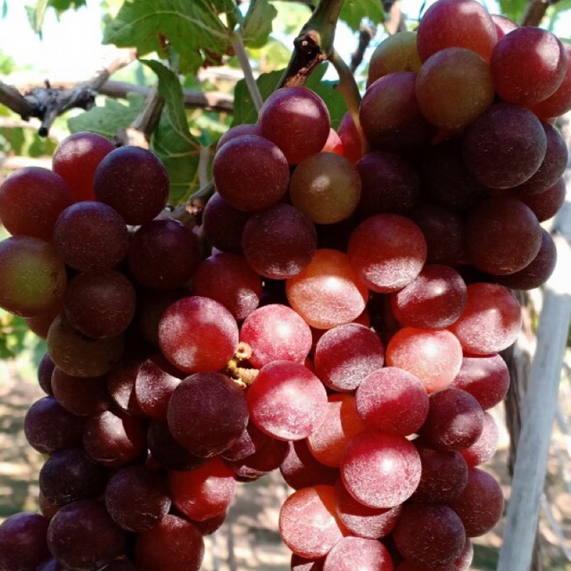 Nho đỏ và nho sữa bình thuận