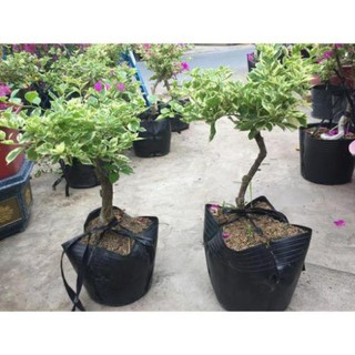 Cây bông giấy cẩm  thạch