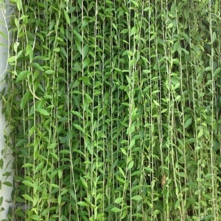 Chậu nhựa mềm 🍀🌱cúc tần Ấn Độ🍀🌱
