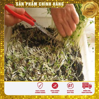 Hạt giống rau mầm cải thảo dược Methi