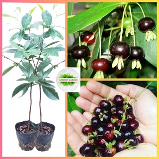 Cây cherry nhiệt đới_cherry brazil cây to cao 50-100cm - siêu sai quả samson garden
