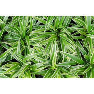 Cây Cỏ Lan Chi- Cây Dây Nhện