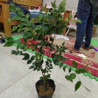 CÂY GIỐNG NHO THÂN GỖ TỨ QUÝ(tặng kèm túi phân bón)