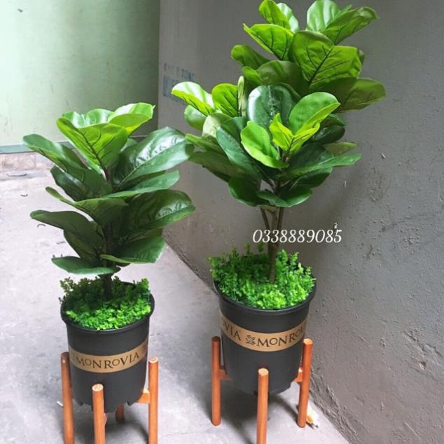 Cây giả - cây bàng Singapore giả cao cấp 3 nhánh