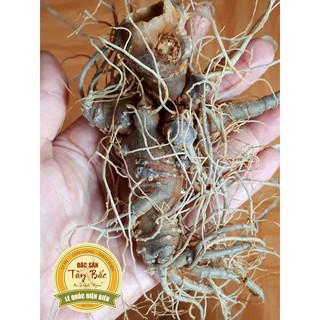 CỦ TAM THẤT BẮC KHÔ