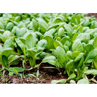 Hạt Giống Cải Chíp