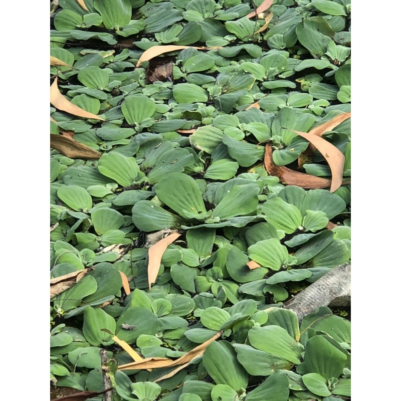 BÈO NHẬT LOẠI TO ( 1 cái bèo )