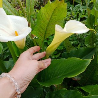 6 mầm giống hoa rum trắng