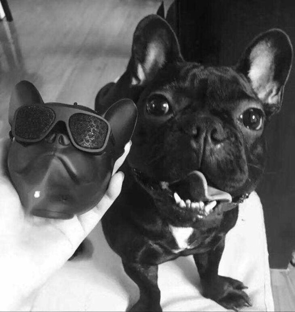 Loa Buetooth French Bulldog siêu hot nhaaa🆘