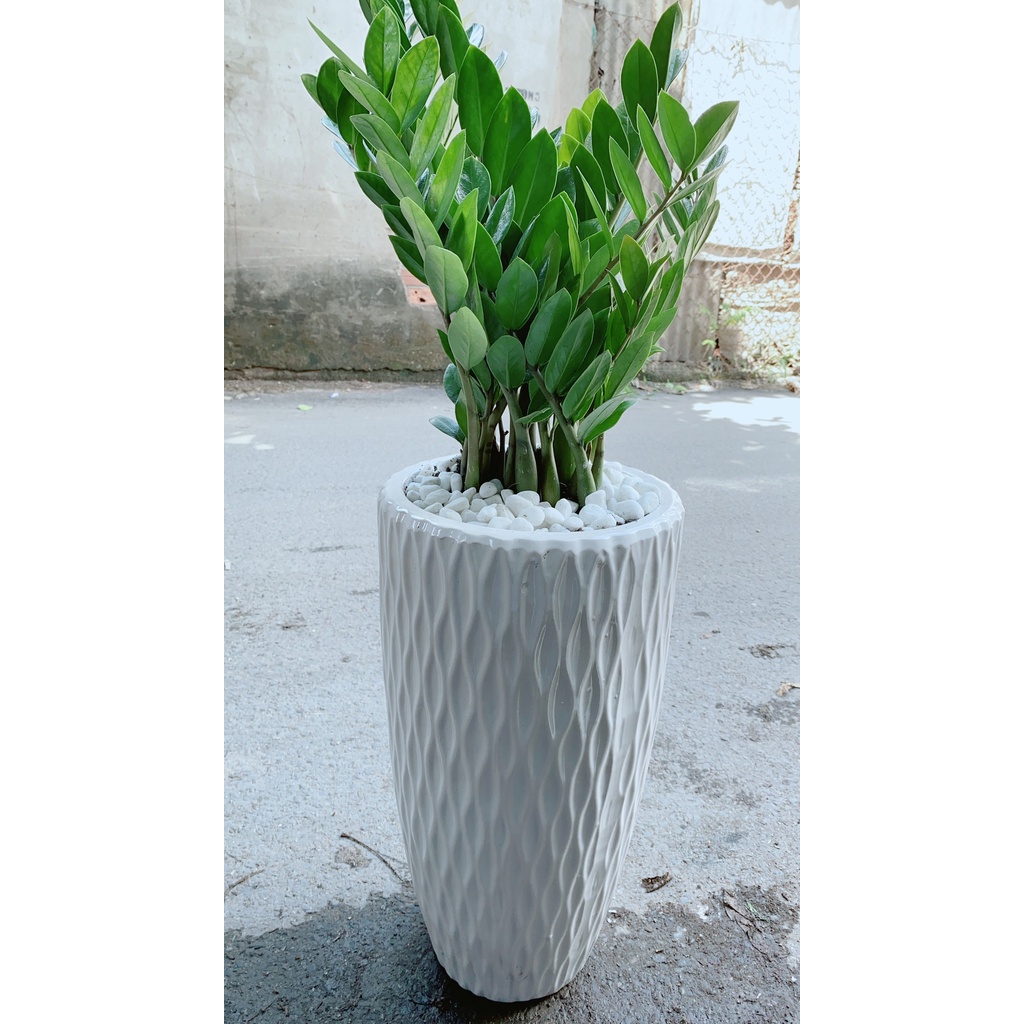 Chậu Kim Phát Tài Lớn