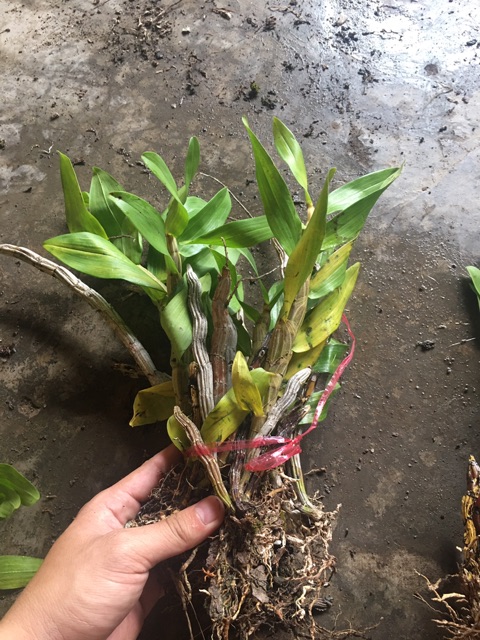 1 bó Lan báo hỉ cho hoa tết