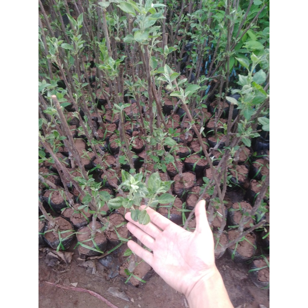 Táo Đỏ Lùn F1🍎🍎🍎 Trồng Bonsai - caygiong-f1