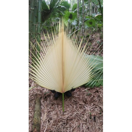 Lá cọ non nõn cọ cắm hoa , trang trí decor siêu đẹp chụp hình FLORA DECOR store