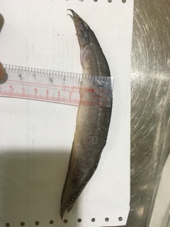 Khô cá chạch 500g /230k