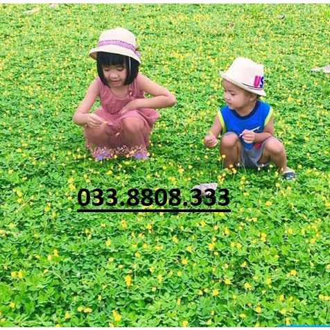 Hạt Giống Cỏ Lạc Dại – Cỏ Thảm Cảnh - Cỏ Đậu Phộng (gói 100g hạt)
