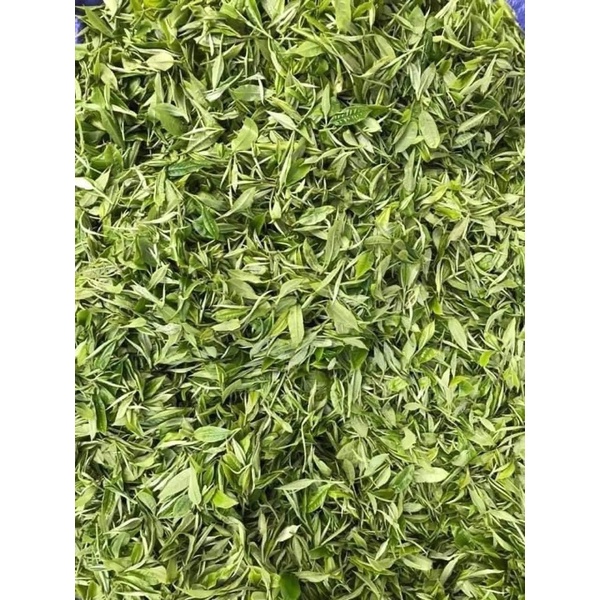 Chè san tuyết cổ thụ nhà làm