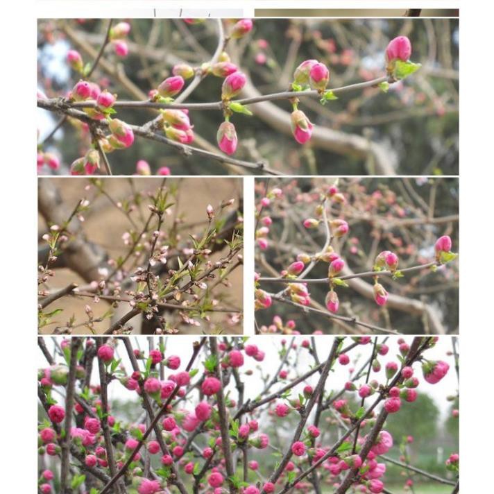 TRÀ HOA ĐÀO KHÔ ]]