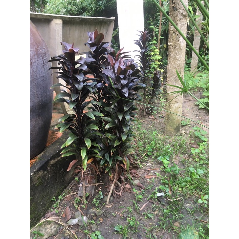 Phát tài đỏ bầu đất không chậu