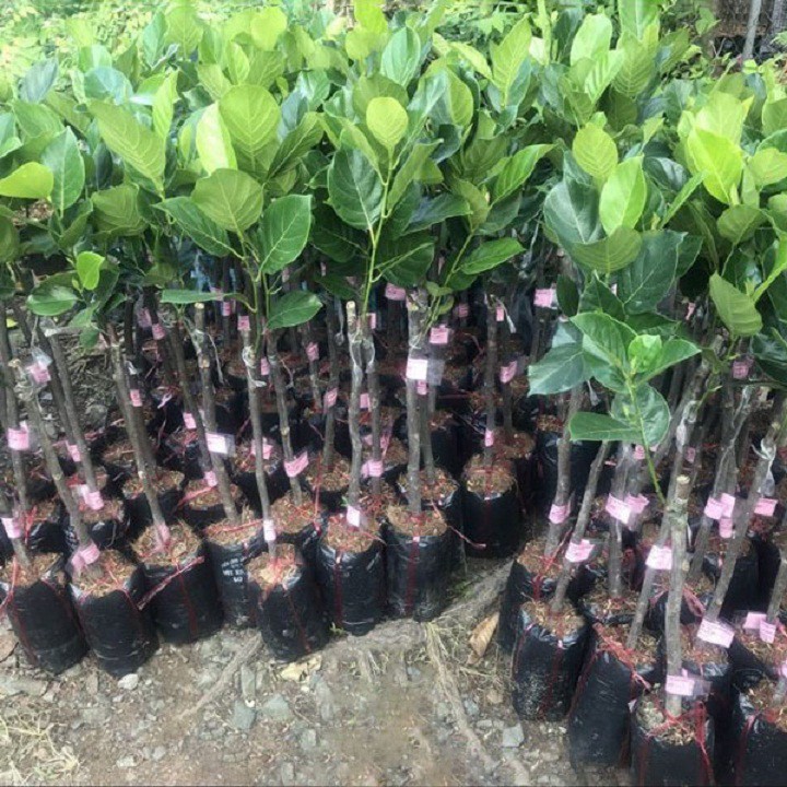 Cây giống mít ruột đỏ
