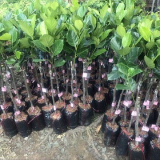 Cây giống mít ruột đỏ