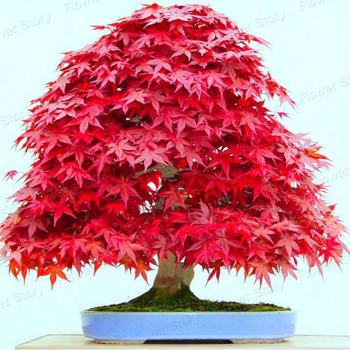 Hạt giống phong lá đỏ Bonsai