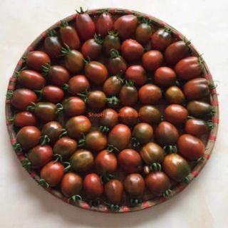 HẠT GIỐNG CÀ CHUA NHÓT SOCOLA