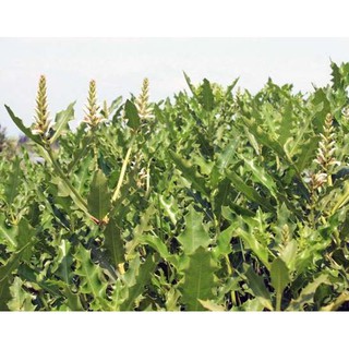 500 gam trái ô rô phơi khô