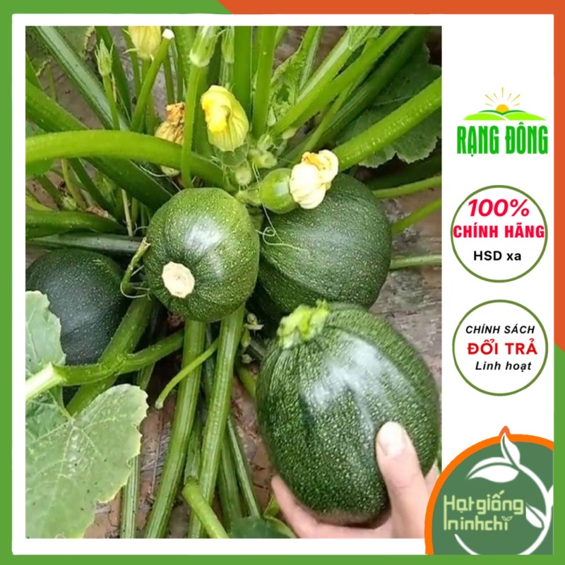 Hạt giống Bí ngòi quả tròn sai trái Rado (Bí ngồi) Rau củ quả trồng sân thượng, ban công.