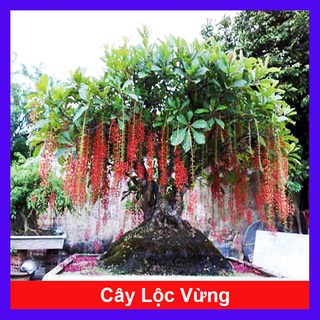 Cây Lộc Vừng - cây cảnh trong nhà