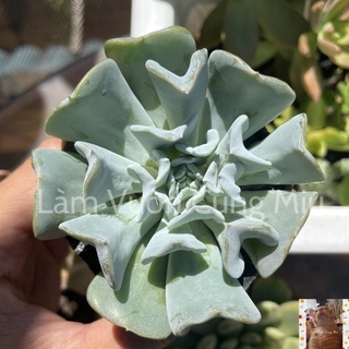 Sen đá cúc trắng 🌼🌼🌼 - size bầu - trung