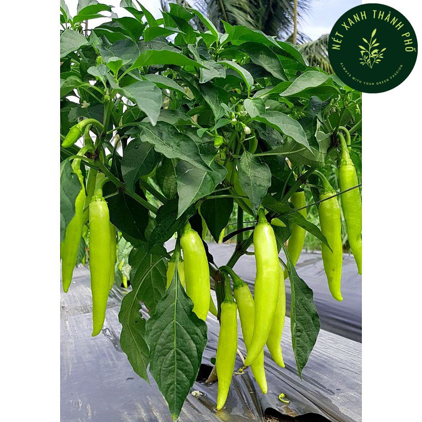 Hạt giống Ớt Chỉ Địa Xanh 0.1gr, ớt chỉ địa miền Trung