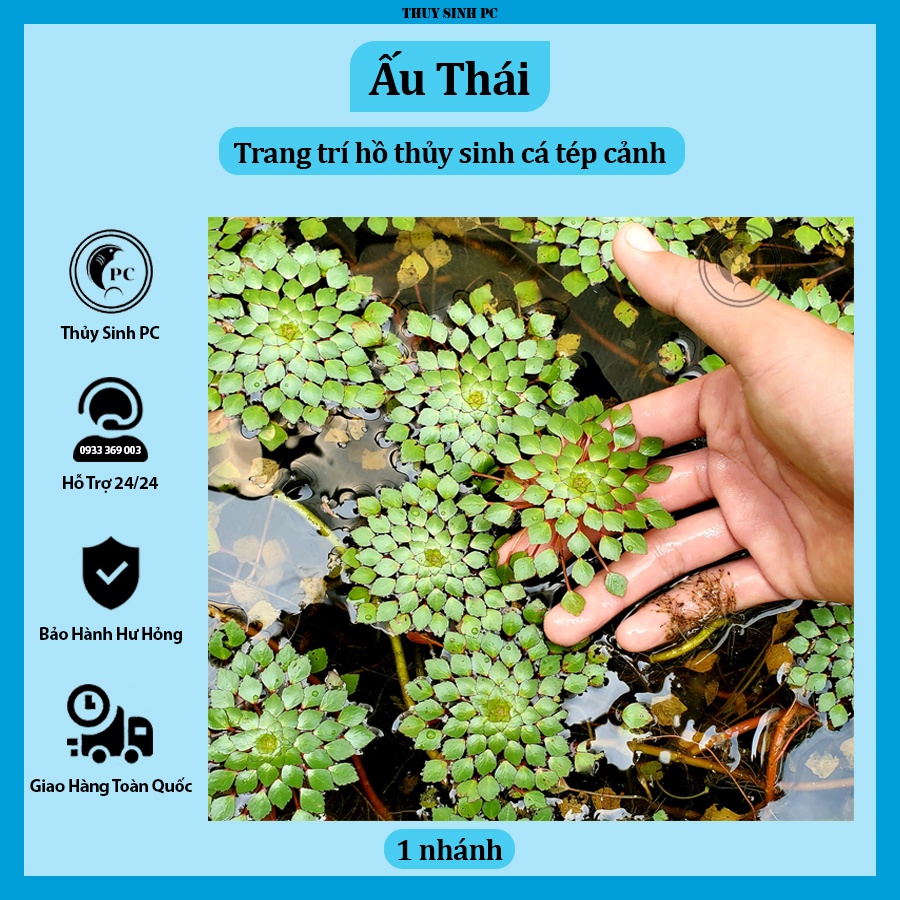 1 nhánh ấu thái trang trí hồ cá cảnh thủy sinh