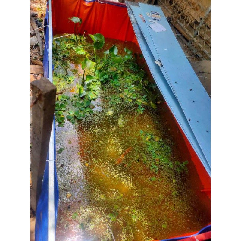 Bể bạt nuôi ốc , ếch , cá , lươn - loại 2x1x1 ( chất lượng loại 2 )