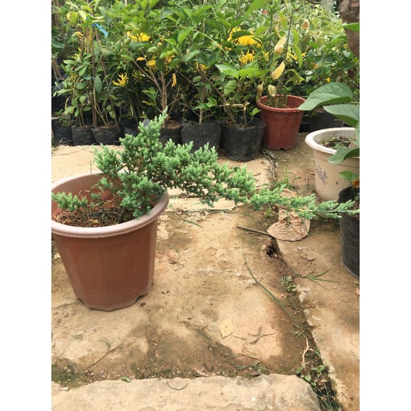 Cây tùng xà  làm cảnh, trồng non bộ, bonsai tuyệt đẹp