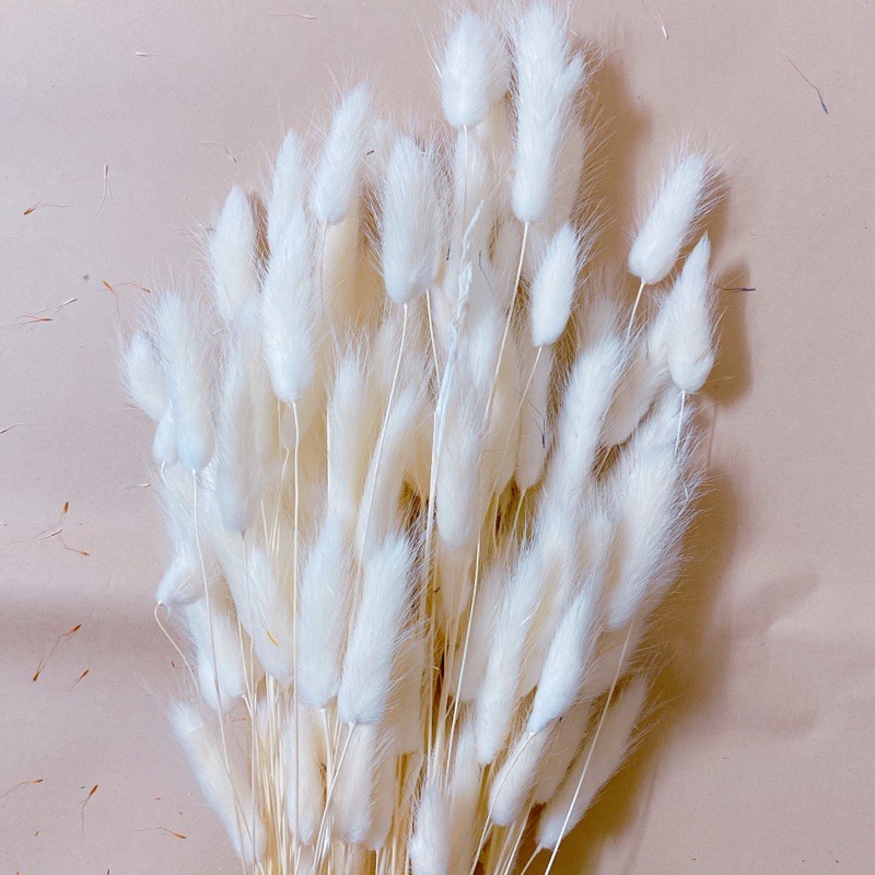 Cỏ Đuôi Thỏ, Hoa khô Lagurus Bunny Tails ❤️FREESHIP❤️ Cỏ đuôi thỏ nhập khẩu Italia decor, dây thừng