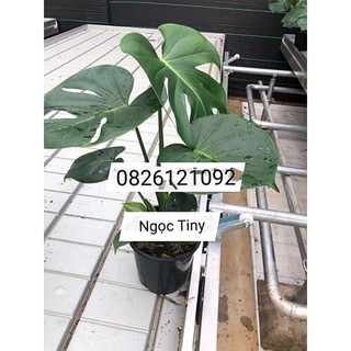 Cây Chầu Bà Lá Xẻ(Monster) cao 55-80cm ảnh thật