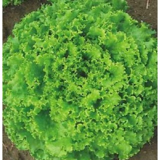5GR  HẠT GIỐNG RAU XÀ LÁCH XOĂN