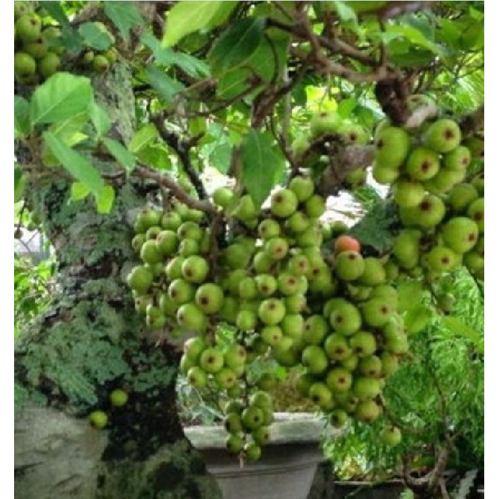 Hạt Giống Cây Sung Bonsai  - Gói 10 Hạt KNS298