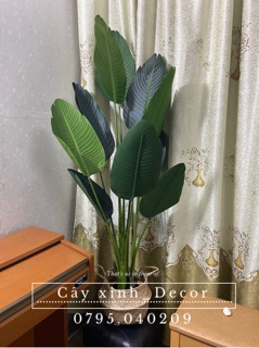 Chuối dẻ quạt 160cm vải ép cao cấp