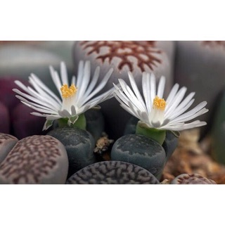 Hạt giống Thạch Lan (Cây đá sống)