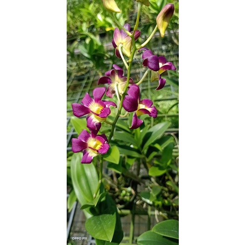 Hoa Lan Denro Nắng Burana cây đang nụ