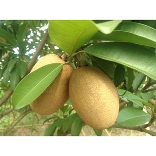 CÂY GIỐNG HỒNG XIÊM XOÀI