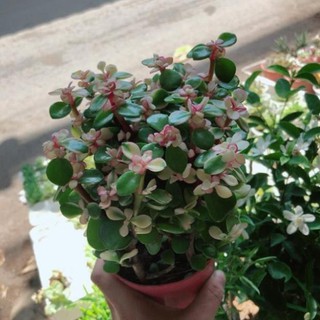 Sen đá đô la trắng