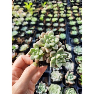 Sen đá kim tuyến size bầu