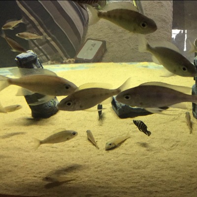 Mô Hình Tượng Đá Phong Cách Phục Sinh Cổ Điển Dùng Trang Trí Bể Cá