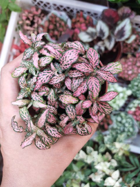 Combo 10 chậu cẩm nhung đẹp